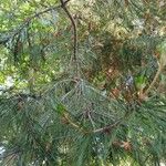 Pinus halepensis পাতা