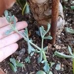 Lampranthus deltoides Leaf