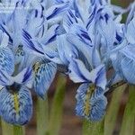 Iris macrosiphon Blüte