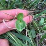 Parnassia palustrisΦύλλο