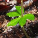 Acianthus bracteatus Fuelha