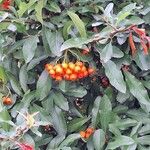 Pyracantha crenulata 果實