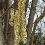 Alnus serrulata Fruto