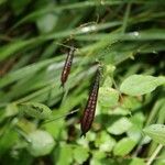 Lathyrus niger ഫലം