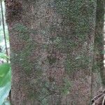 Elvasia elvasioides Bark