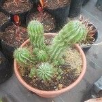 Euphorbia polygona Blad