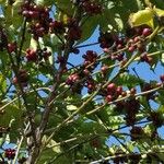 Coffea arabica Fruit