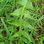 Taraxacum cucullatiforme 葉