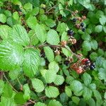 Rubus radula Other