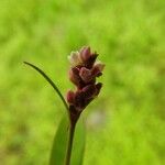 Persicaria maculosaKukka