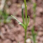 Linaria simplex Leaf