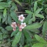 Chimaphila umbellata Λουλούδι