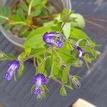 Trichostema dichotomum Fleur