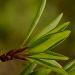 Rhododendron oreodoxa Leaf