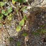 Stachys corsica Corteccia