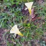 Narcissus bulbocodium Kvet