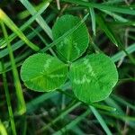 Trifolium hybridum Leaf