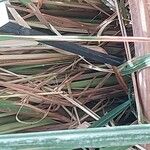 Cymbopogon citratus Кора