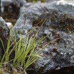 Carex esenbeckii Habit