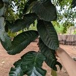 Trichilia emetica Folha