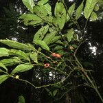 Heisteria macrophylla برگ