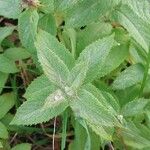 Mentha longifolia ഇല