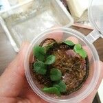 Microgramma vacciniifolia 葉