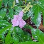 Ipomoea mauritiana Blomst