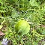 Nigella damascenaFruit