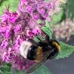 Teucrium hircanicum Lorea