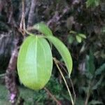 Cinnamomum verum Folha