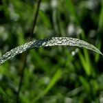 Phleum pratense Levél