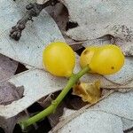 Loranthus europaeus Fruit