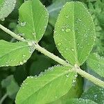 Lathyrus oleraceus Lapas