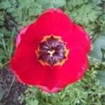 Tulipa raddii Flors