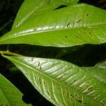 Ardisia opegrapha Leaf