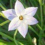 Ipheion uniflorum Flor