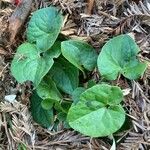 Asarum caudatum ᱥᱟᱠᱟᱢ