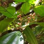 Miconia gracilis Fruto