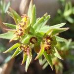 Euphorbia sulcata Flor