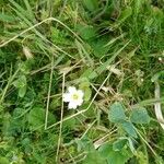 Moehringia pentandra Blomma