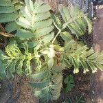 Melianthus majorFrunză