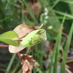 Commelina communis Fruct