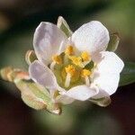 Polycarpaea robbairea Flower