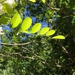 Robinia pseudoacaciaFulla