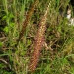 Setaria parvifloraПлод