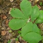 Carya tomentosa Leaf