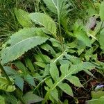 Cirsium oleraceum পাতা