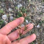 Themeda quadrivalvis ᱵᱟᱦᱟ