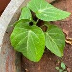 Passiflora ligularis Leaf